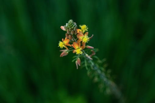 Small yellow flowers of the Asphodele, with a dark green background