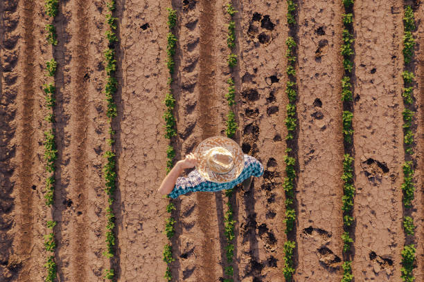 istock Aerial view of farmer in soybean field 1160982004