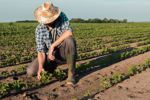 istock Farmer working on soybean plantation 1160982519
