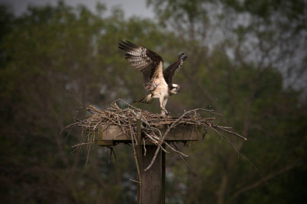 istock Female Western osprey (Pandion haliaetus) landing on the nest 1160982720