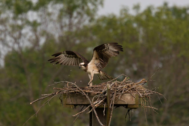 istock Female Western osprey (Pandion haliaetus) landing on the nest 1160982721