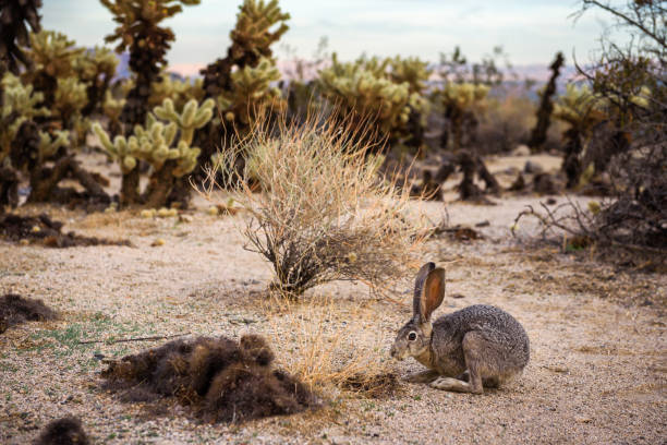 un conejo de cola negra sentado en un sendero en el parque nacional joshua tree - desert animals fotografías e imágenes de stock