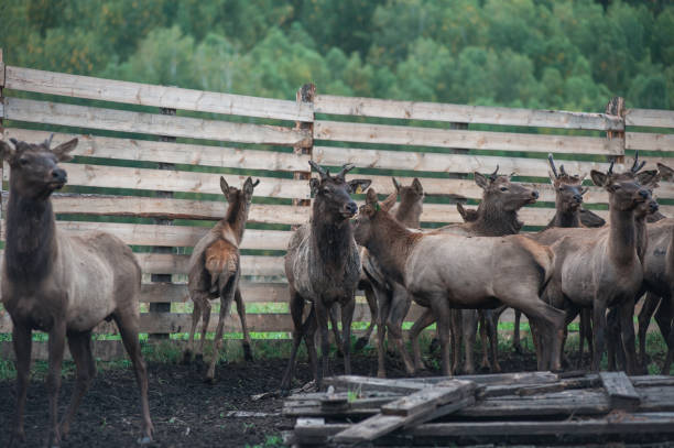 istock marals on farm in Altay 1160983645