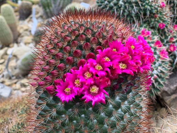istock Blooming cactus with pink flowers 1160983655