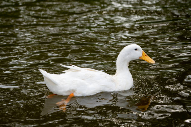 istock White duck feeding on ground and river in farming agriculture 1160983947