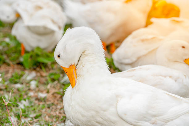 White duck feeding on ground and river in farming agriculture