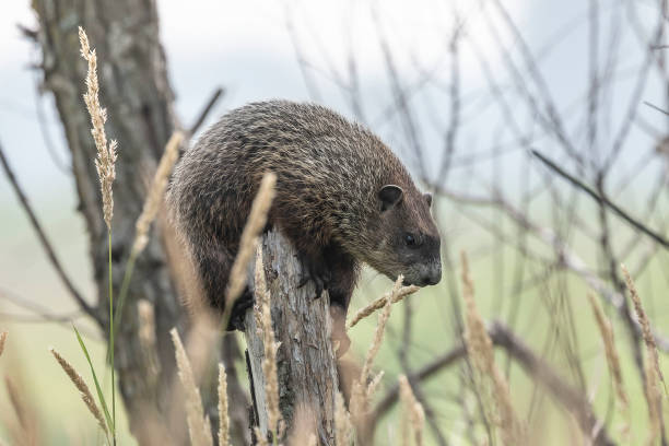 istock The groundhog (Marmota monax) nature scene from Wisconsin state area 1160984009