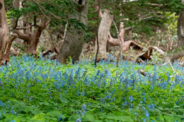 istock Blue Flower in Yagishiri Island 1160984058