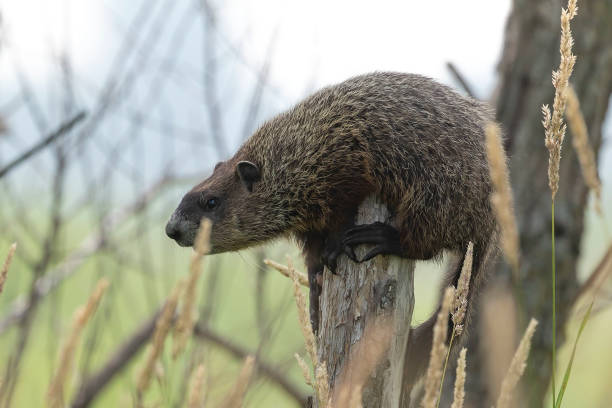 istock The groundhog (Marmota monax) nature scene from Wisconsin state area 1160984089