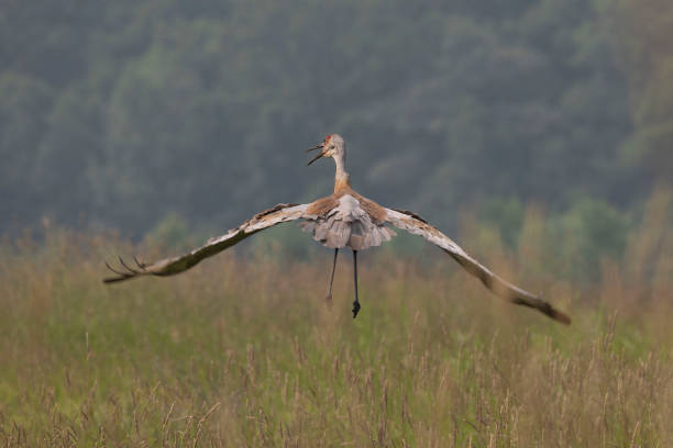istock The sandhill crane (Antigone canadensis) in flight 1160984183