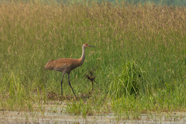 istock The sandhill crane (Antigone canadensis) in natural environment 1160984188