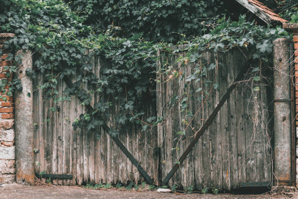 istock Old wooden door with plant 1160985575