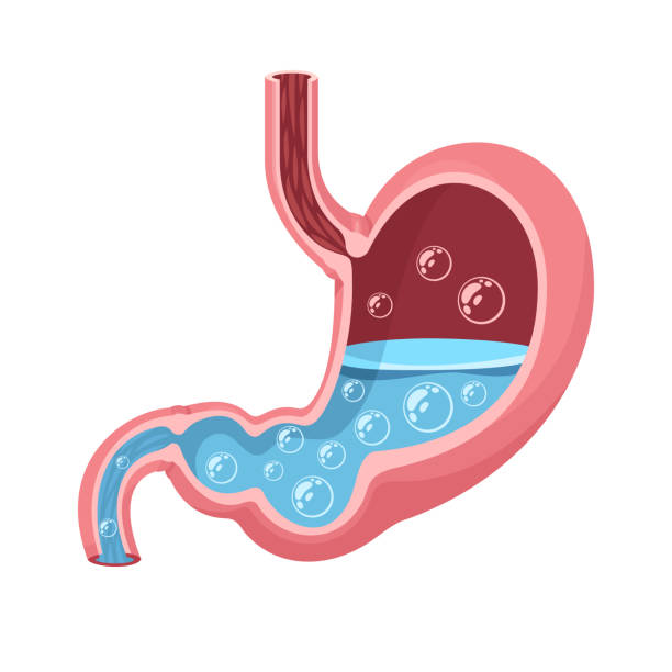 Stomach vector Stomach vector human stomach internal organ stock illustrations
