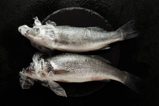istock Dead fish and ocean pollution, plastic bag in environment. Sea wild life, ecosystem hazard 1160986522