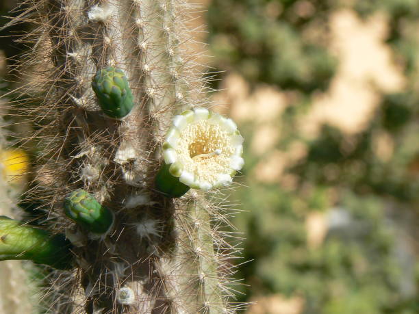 istock Cactus, cactaceae, cactus family, 1160987290