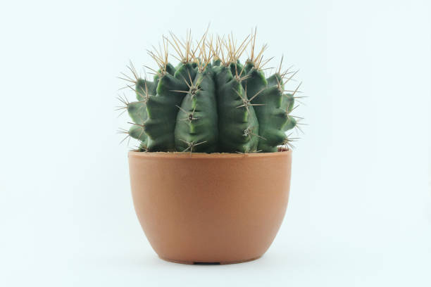 istock The Barrel Cactus in a brown pot isolated on light blue background 1160987330
