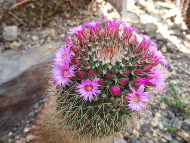 istock Cactus, cactaceae, cactus family, 1160987343