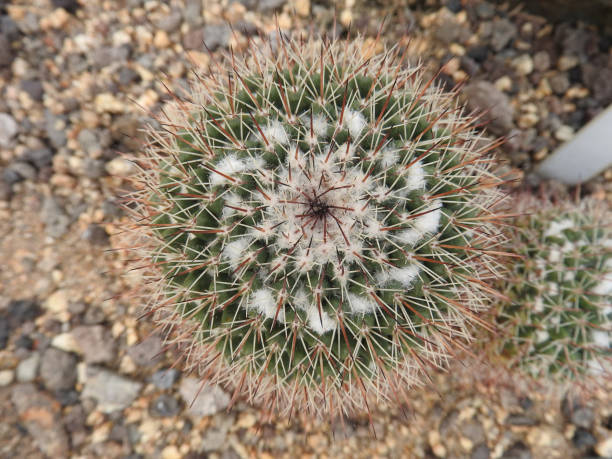 istock Cactus, cactaceae, cactus family, 1160987390