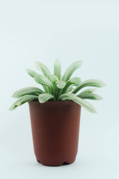 istock The cactus in a brown pot isolated on light blue background 1160987395