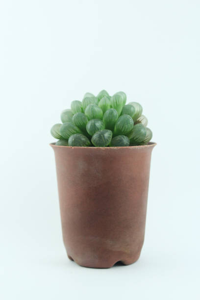 istock The Echinocactus grusonii cactus in a brown pot isolated on light blue background 1160987403