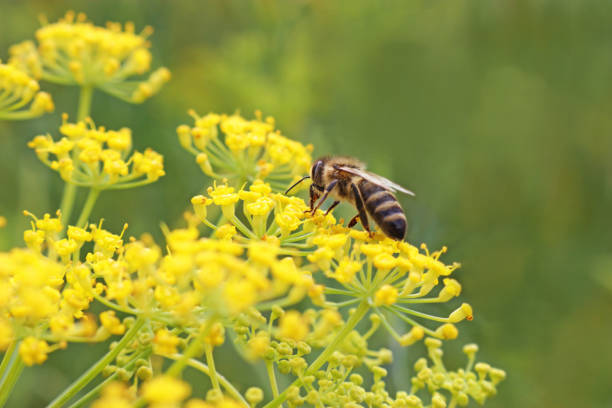 honey bee on a yellow fennel blossom, green background