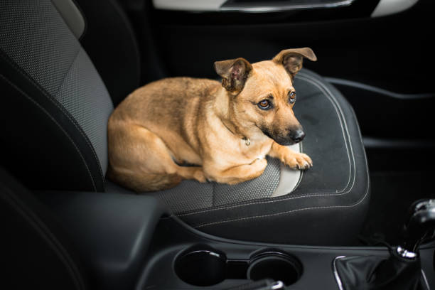 istock Dog in a car 1160988482