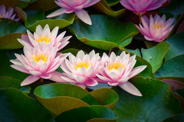 istock Water lily lotus flowers in different colors and different varieties 1160988599