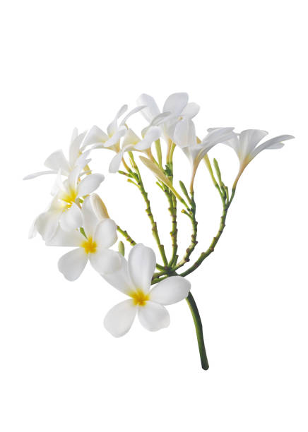 istock Plumeria flower 1160989087