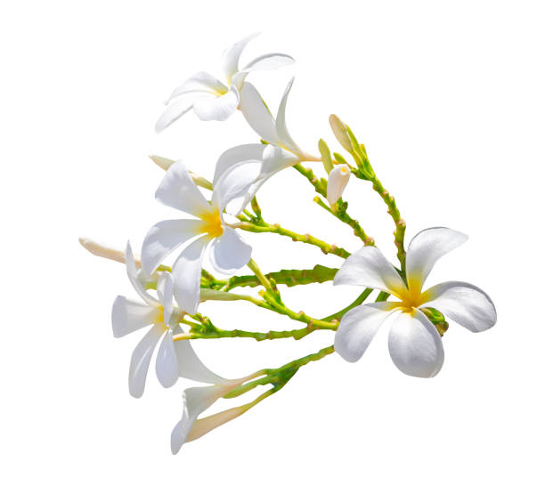 istock Plumeria flower 1160989090