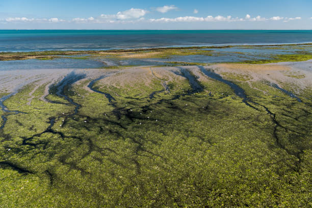 die küste der ile de re bei ebbe - ile de re stock-fotos und bilder