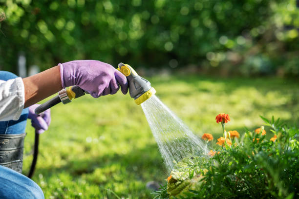 istock Woman watering garden with hose. 1160990623
