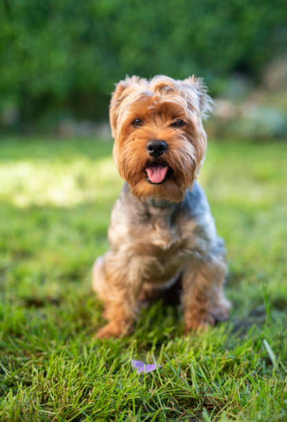 istock Dog in garden. 1160990734