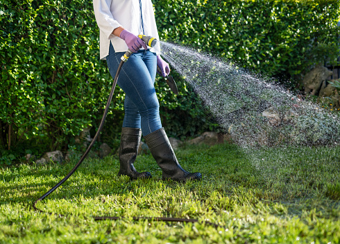 Unrecognizable female gardener watering green grass with hose in garden at sunset, holding water hose.