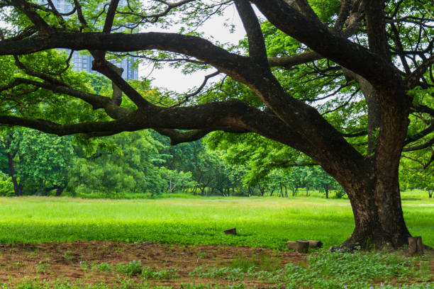 Nature view from a big rain tree on meadow with nature background in a public park in the city.