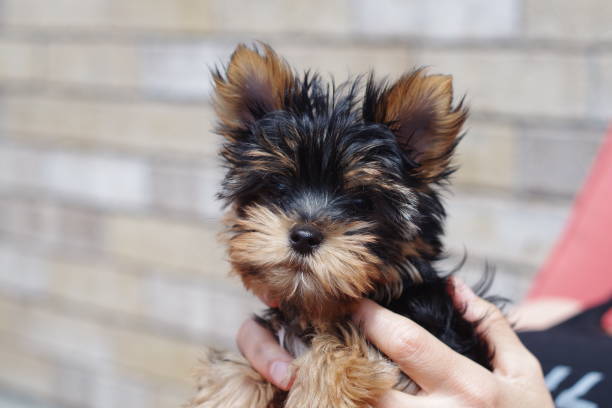 istock Yorkshire terrier puppy 1160992260