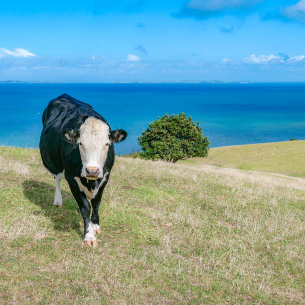 istock cow grazing at a hilly meadow at the ocean with tree and blue sky 1160993018