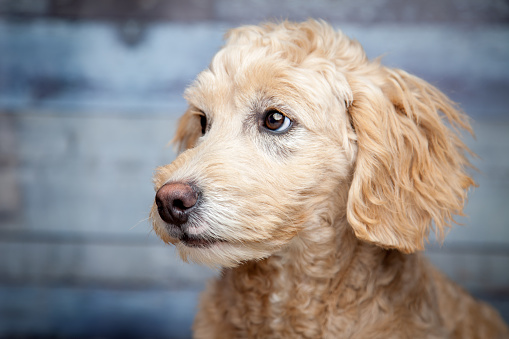 Adorable Goldendoddle Puppy In Front Of Rustic Wooden Blue Background.