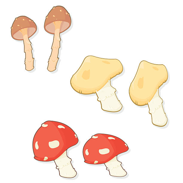 toadstools - 끈적버섯과 이미지 stock illustrations