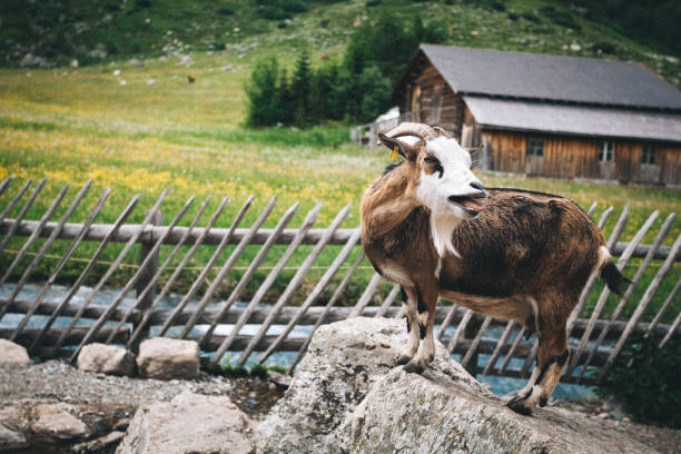 chèvre brune de bêlement restant sur la pierre devant la barrière en bois sous la prairie fleurise des montagnes de suisse - belement photos et images de collection