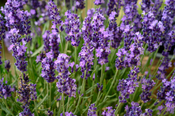 istock Lavender in full bloom, Poland 1160995193