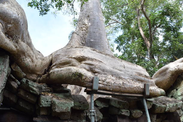 istock Ta Prohm which is a part of Angkor, Cambodia 1160996626