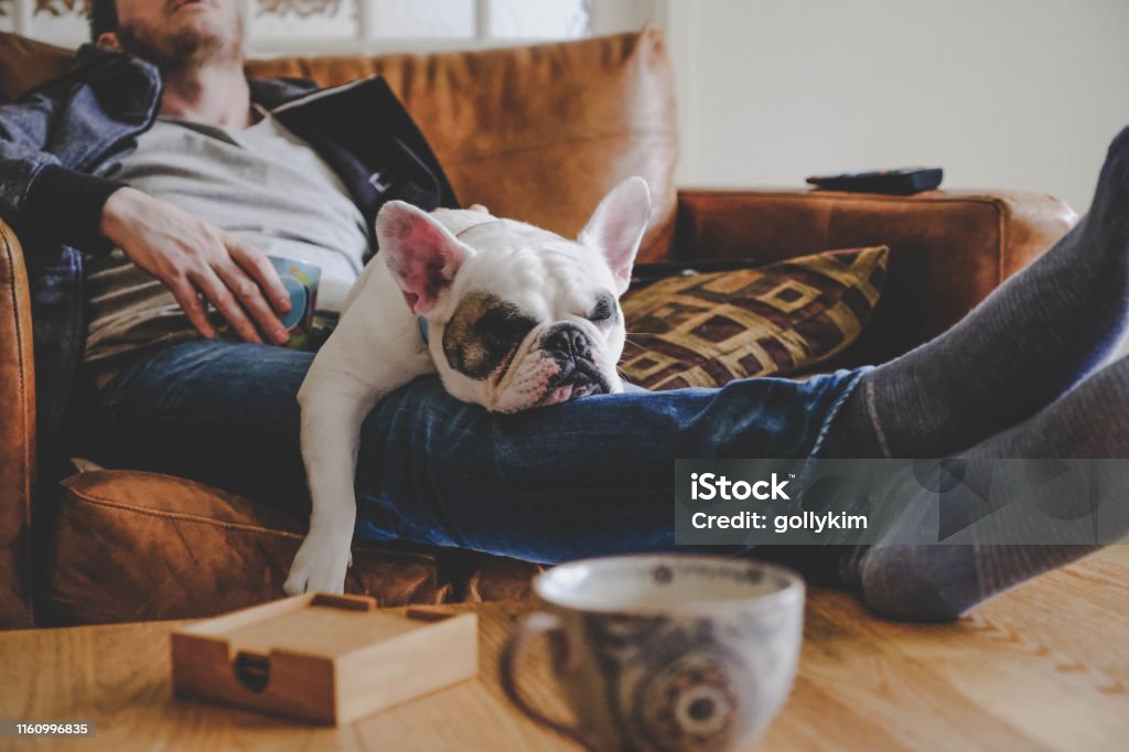 Man spending a lazy afternoon with his dog, a French Bulldog Frenchie puppy sleeping on man's laps Dog Stock Photo