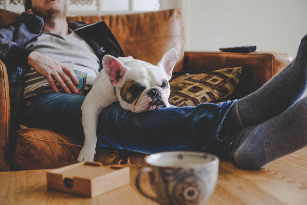 Man spending a lazy afternoon with his dog, a French Bulldog Frenchie puppy sleeping on man's laps armchair photos stock pictures, royalty-free photos & images