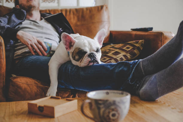 Man spending a lazy afternoon with his dog, a French Bulldog Frenchie puppy sleeping on man's laps sloth stock pictures, royalty-free photos & images