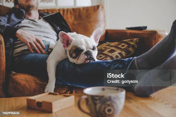 Man Spending A Lazy Afternoon With His Dog A French Bulldog Stock Photo - Download Image Now