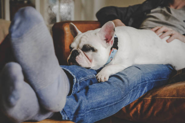 istock French Bulldog sleeping on man's laps 1160996847