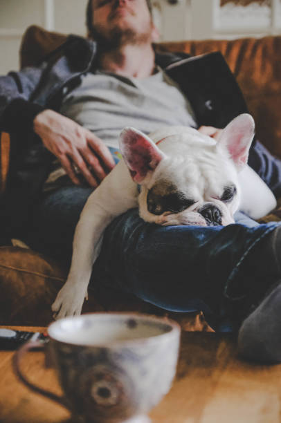 homme dormant sur le sofa avec son crabot, un bouledogue français - coffee table living room indoors comfortable photos et images de collection