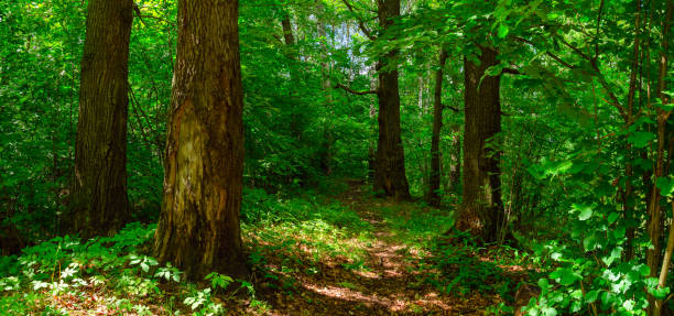 istock Panoramic view of footpath passing through the forest with old oak trees. 1160997947