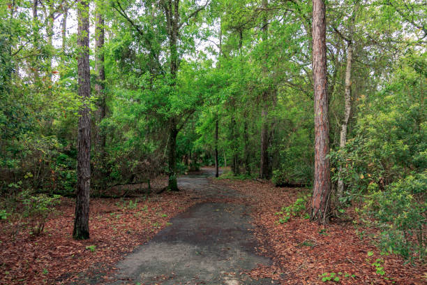 Follow the path less traveled into these woods - a much visited eco tourism favorite - which part of Shingle Creek Preserve in Kissimmee, Florida Tree lined Canopy surrounds this Path Through the Forest within Shingle Creek Park and Preserve in Kissimmee, Florida. Shingle Creek is recognized as the Headwaters of the Everglades in Florida. This is a path along Shingle Creek Preserve as it feeds into Lake Tohopekaliga in Kissimmee, Florida where Birders, Bass Fishermen, and Tourists enjoy the ecotourism opportunities are found on a year-round basis. traveled stock pictures, royalty-free photos & images