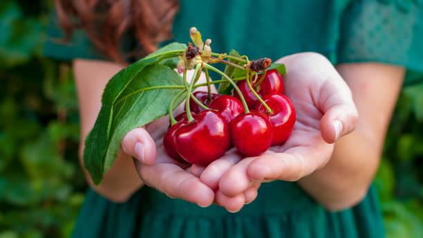 Isolated young woman holding a some cherries in her hands. Big red cherries with leaves and stalks. One person on the background. good harvest of juicy ripe cherries. stock photo